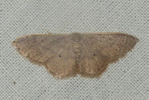 Idaea eugeniata